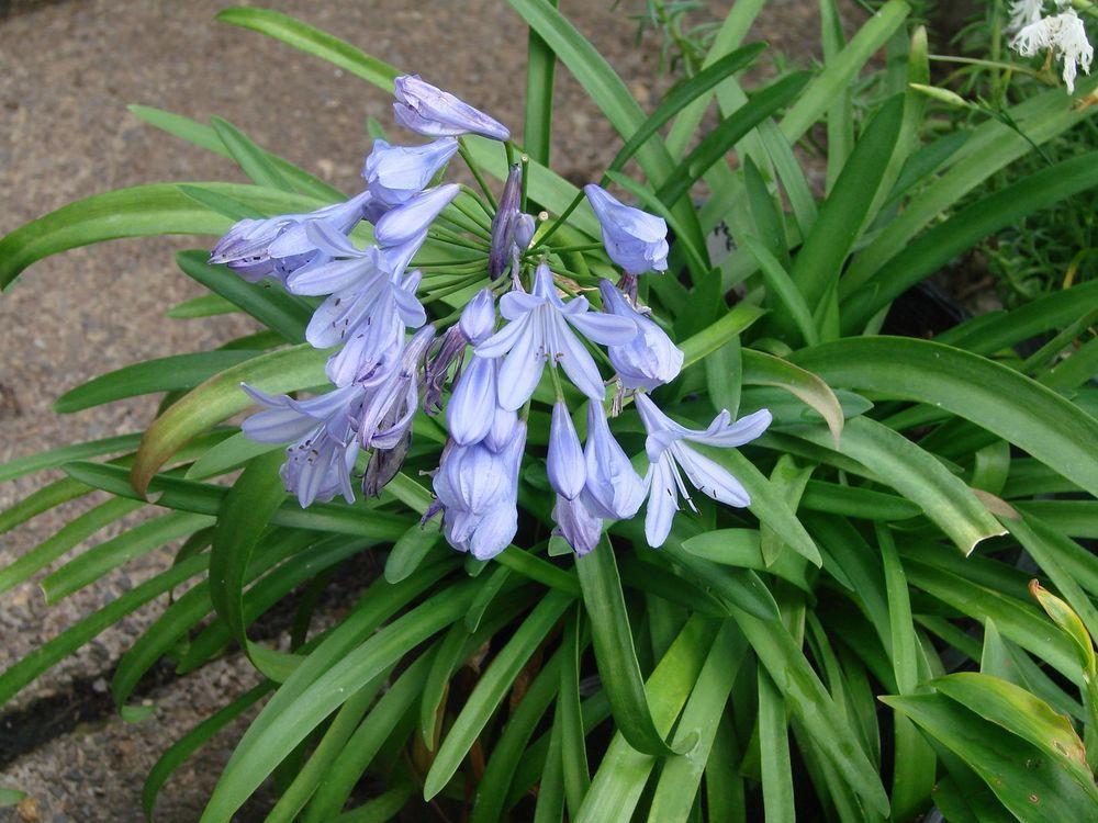 Agapanthus Plant Care and Collection of Varieties