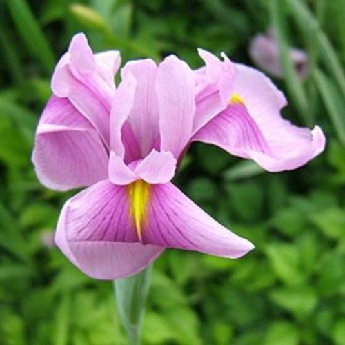 Japanese Iris (Iris ensata 'Geisha Girl') in the Irises Database