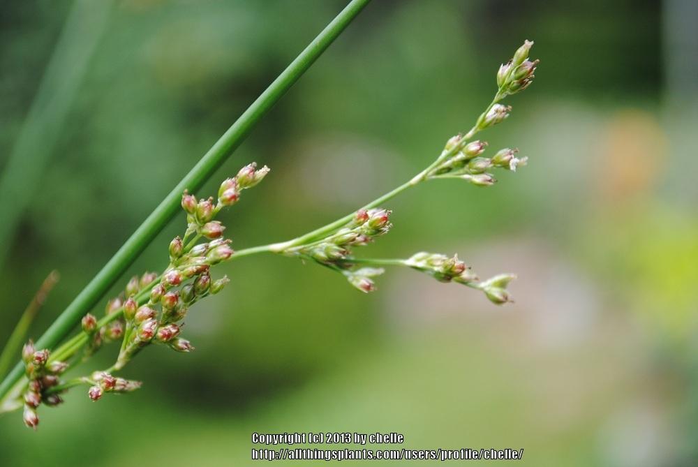 Giant Rush (Juncus pallidus 'Javelin')