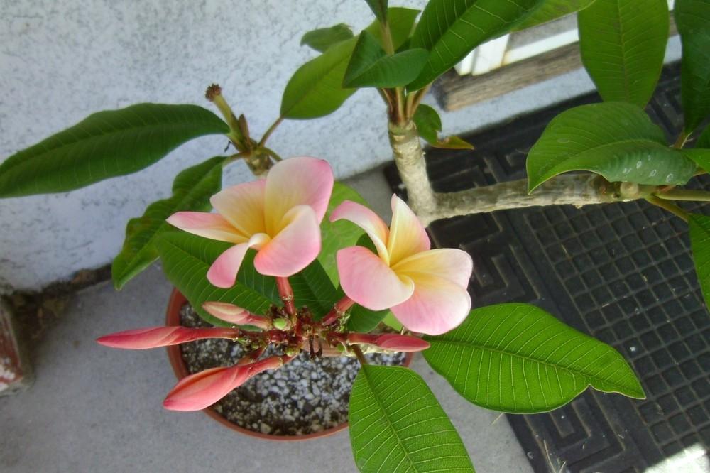 Drawf Plumeria "Divine" in Plumerias Can You Grow Them?