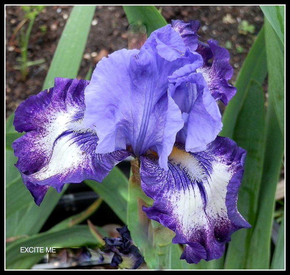 Tall Bearded Iris (Iris 'Excite Me') in the Irises Database