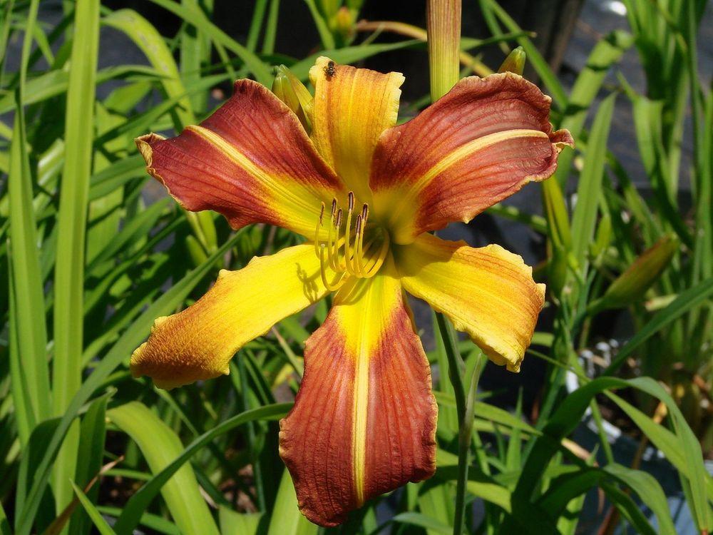Photo of the bloom of Daylily (Hemerocallis 'Mad Max') posted by Joy