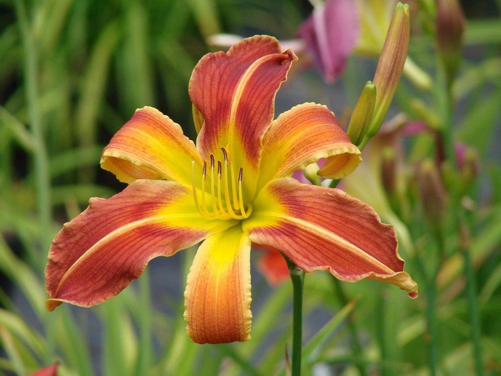 Photo of the bloom of Daylily (Hemerocallis 'Mad Max') posted by Joy
