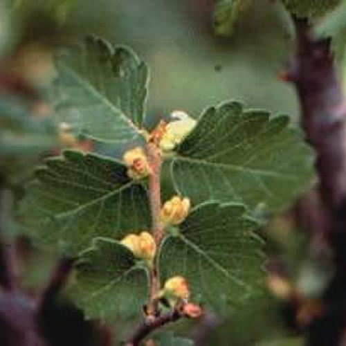 Sicilian Zelkova (Zelkova sicula)