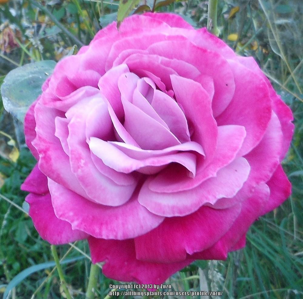 Rose (Rosa 'Baronne Edmond de Rothschild') in the Roses Database ...
