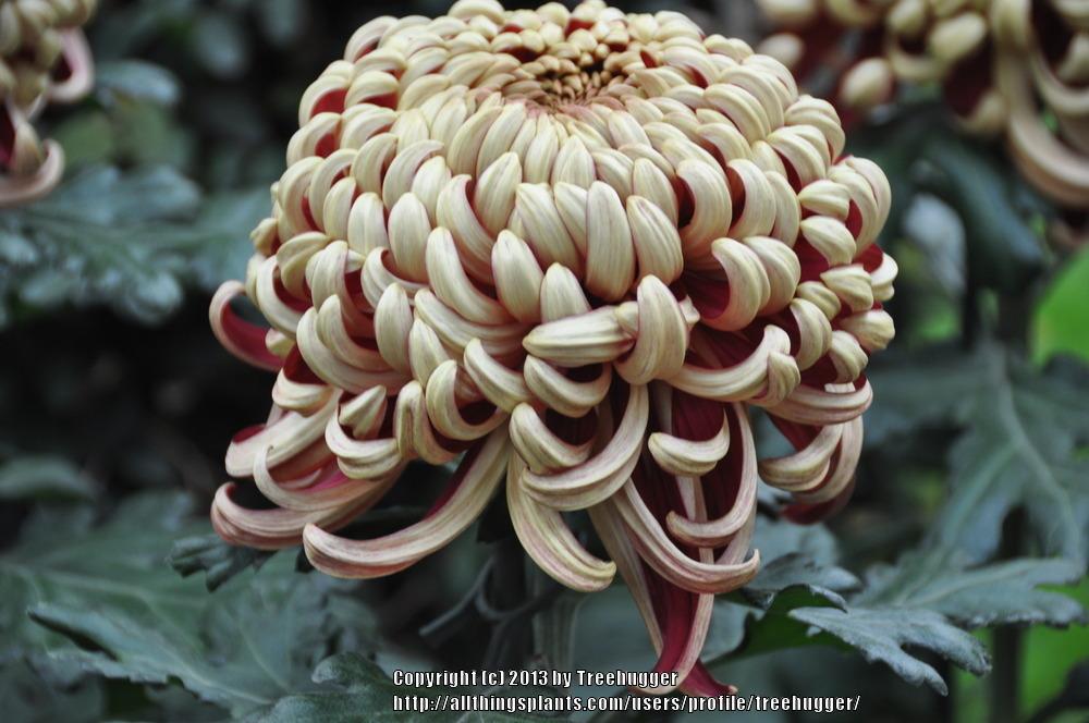 Photo of the bloom of Irregular Incurve Mum (Chrysanthemum ‘Crimson