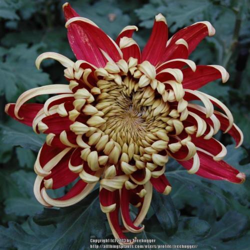 Irregular Incurve Mum (Chrysanthemum ‘Crimson Tide’) - Garden.org