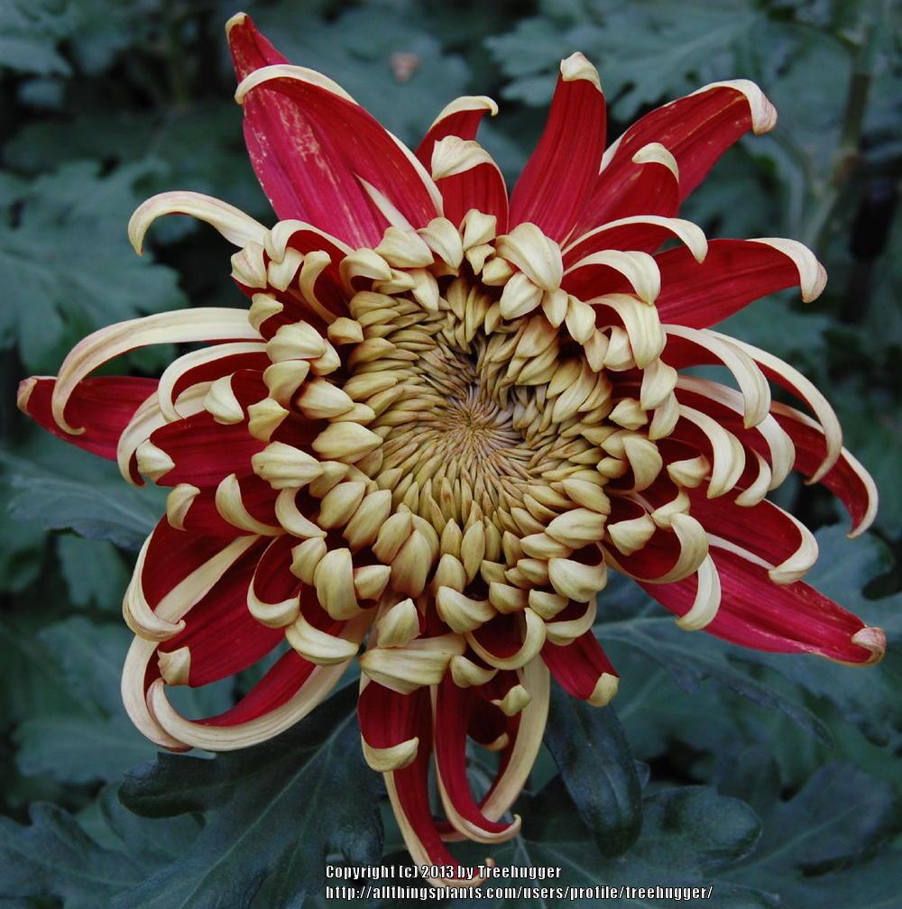 Photo of the bloom of Irregular Incurve Mum (Chrysanthemum ‘Crimson