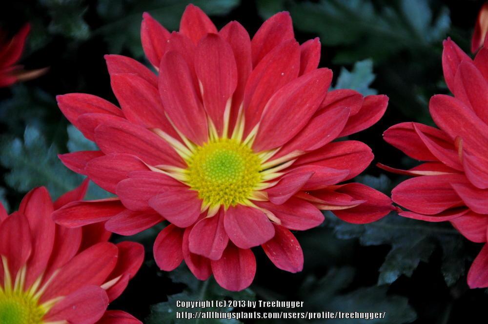 Pot Mum (Chrysanthemum Red Auburn)