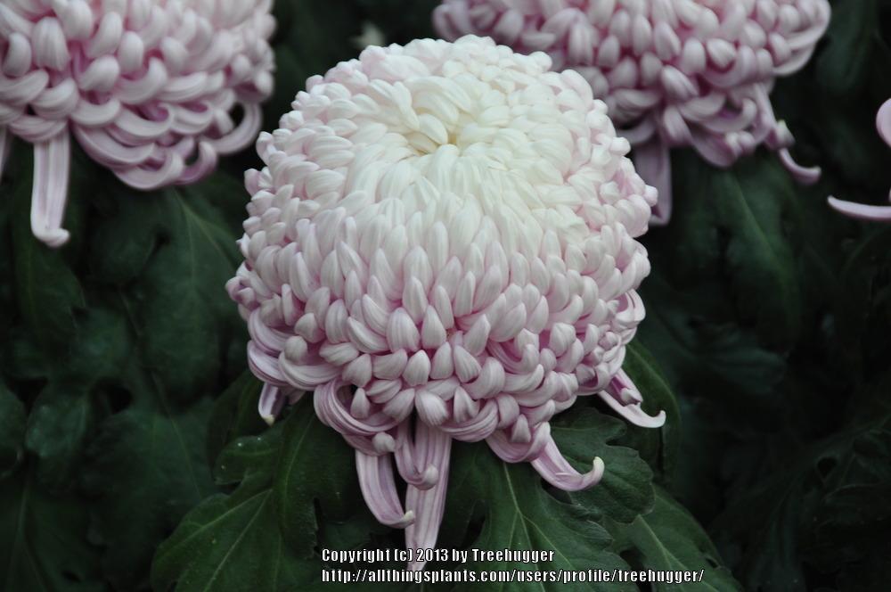 Irregular Incurve Mum (Chrysanthemum ‘Luxor’) - Garden.org