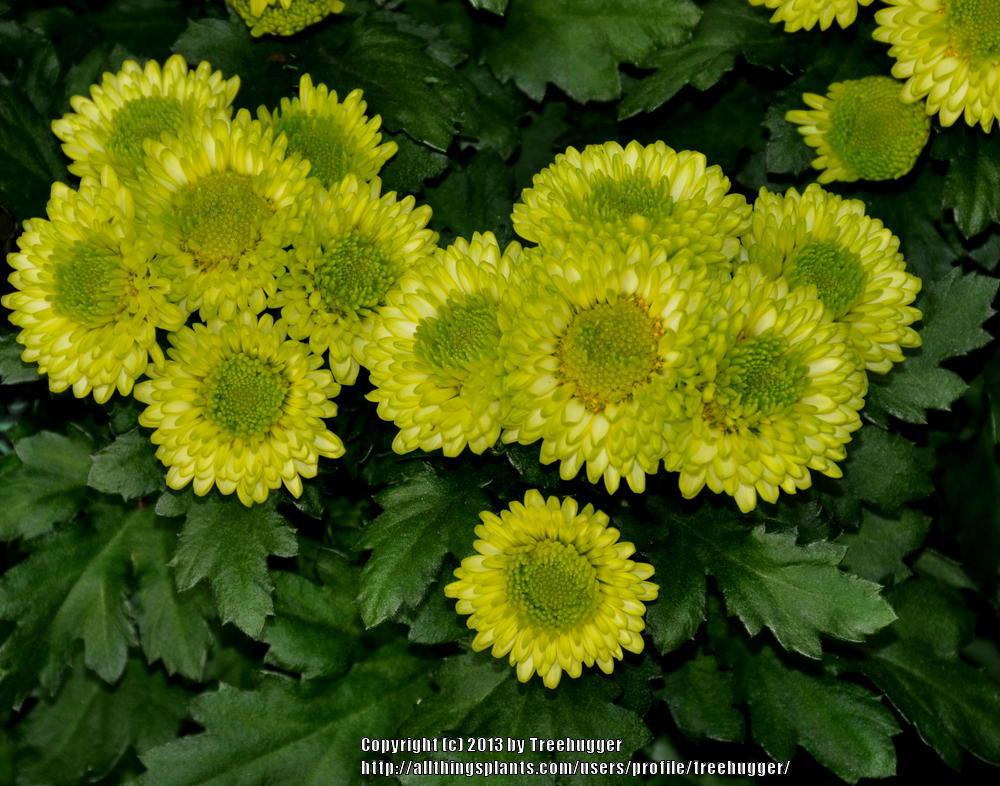 Pom Pom (Chrysanthemum 'Kermit')