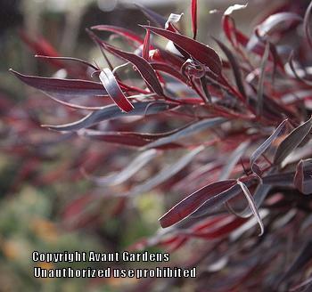 Australian Willow Myrtle (Agonis flexuosa 'After Dark') - Garden.org
