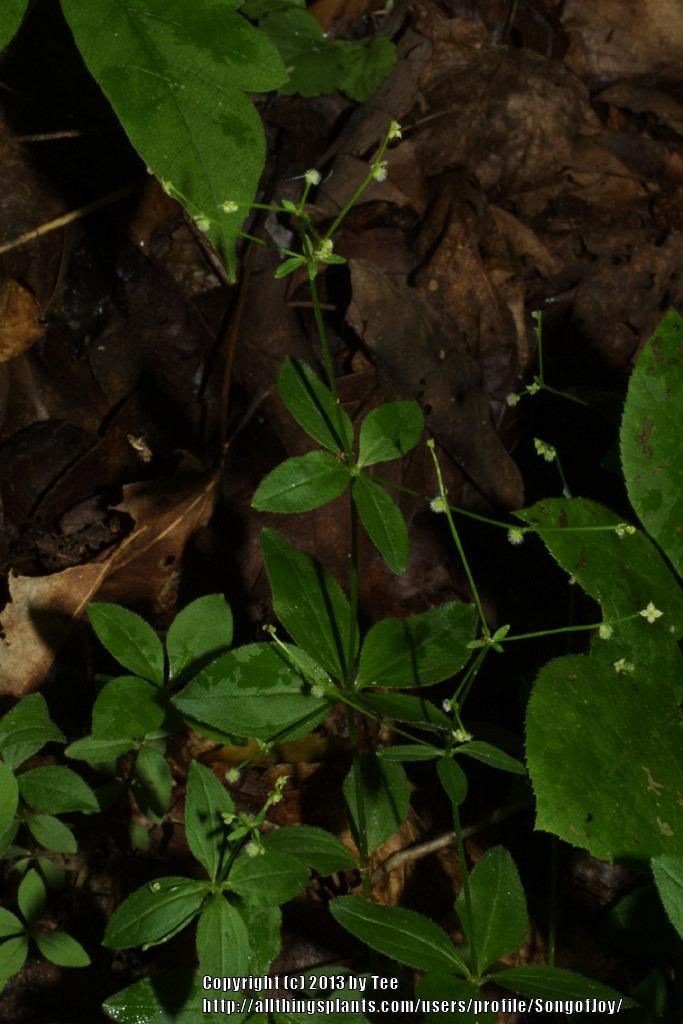 Licorice Bedstraw (Galium circaezans)