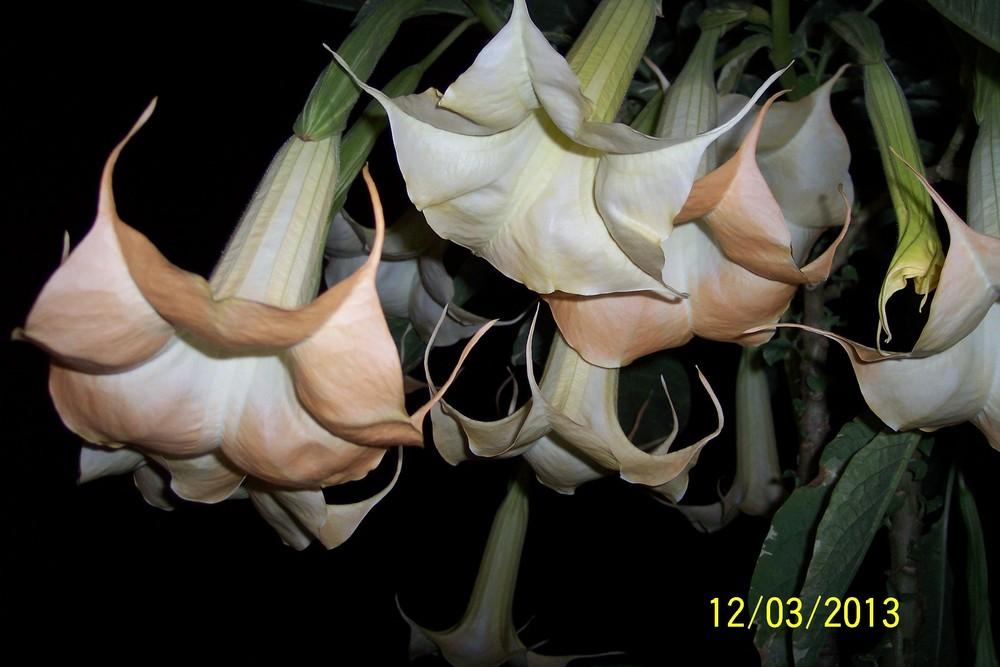 Angel Trumpet (Brugmansia versicolor 'Peaches and Cream') in the Angel