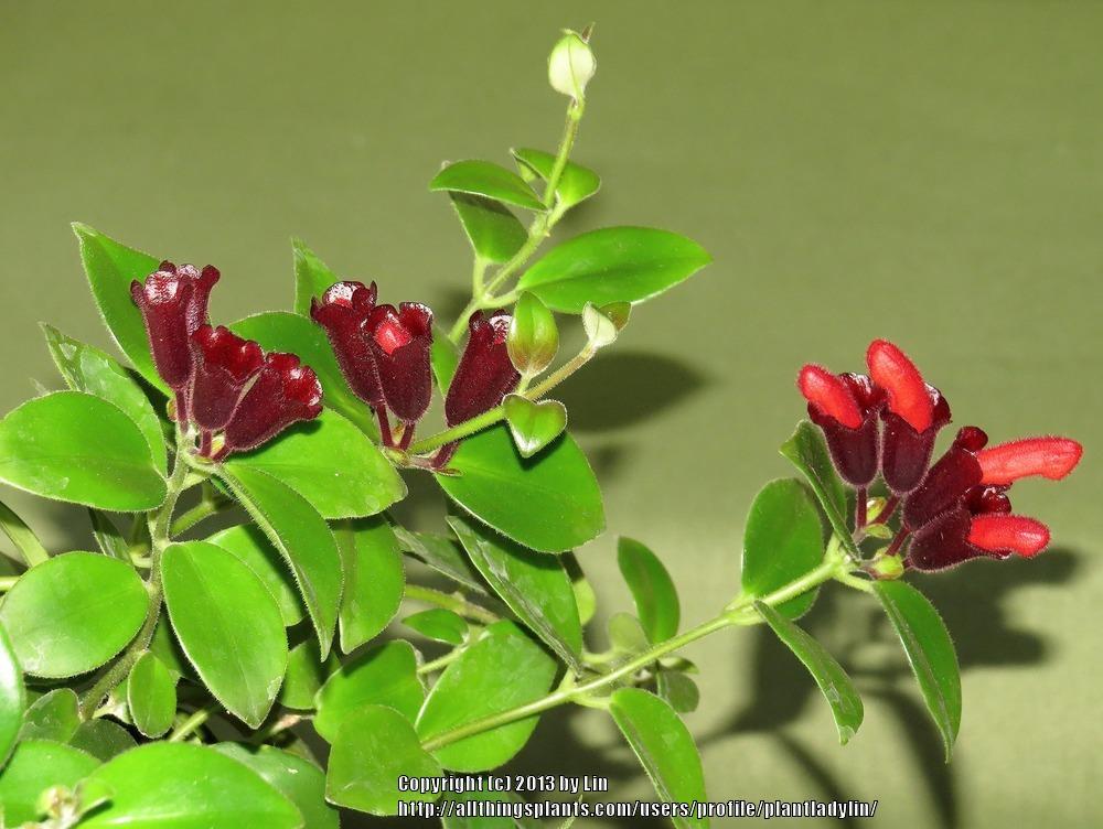 Photo of the closeup of buds, sepals and receptacles of Lipstick Plant