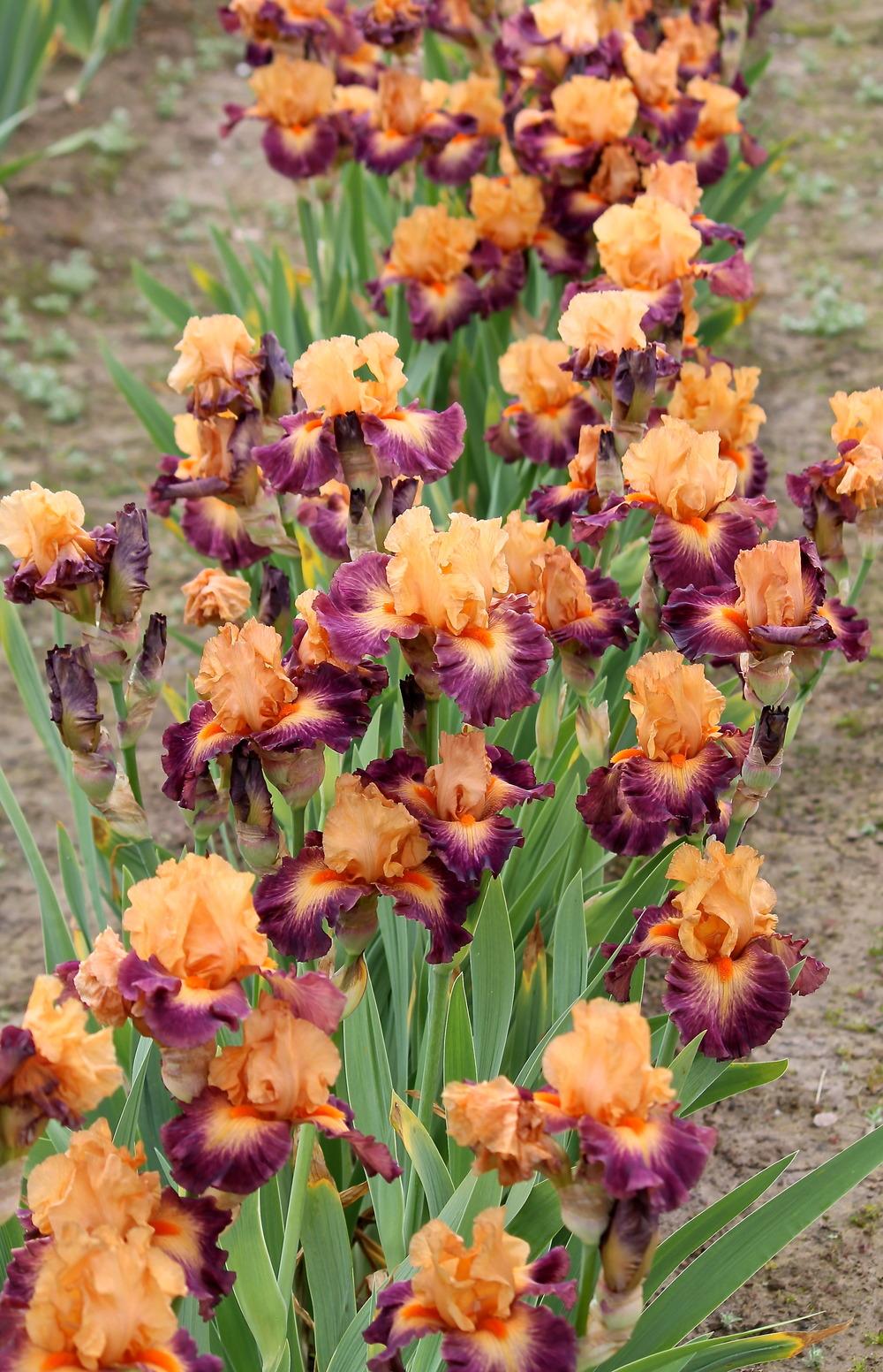Photo of the bloom of Tall Bearded Iris (Iris 'Brazilian Art') posted