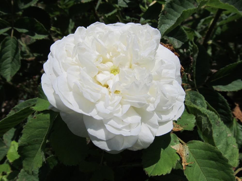 Rose (Rosa 'Blanc de Vibert') in the Roses Database