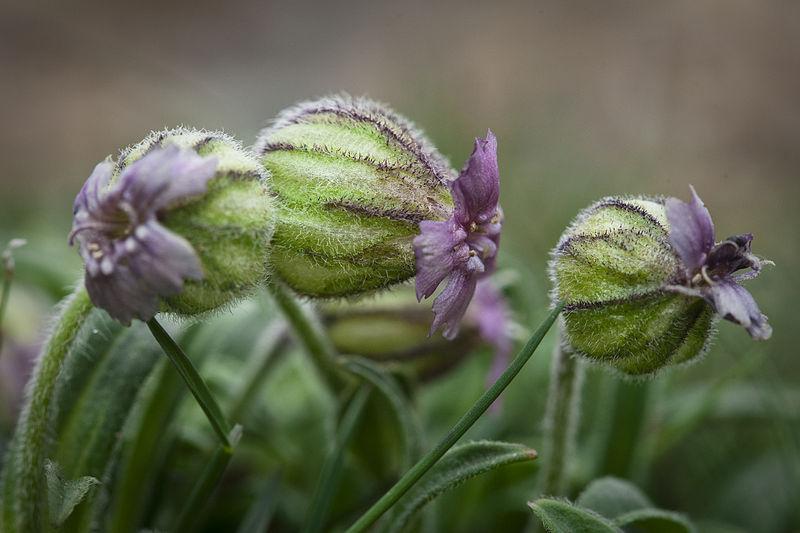 Nodding Campion