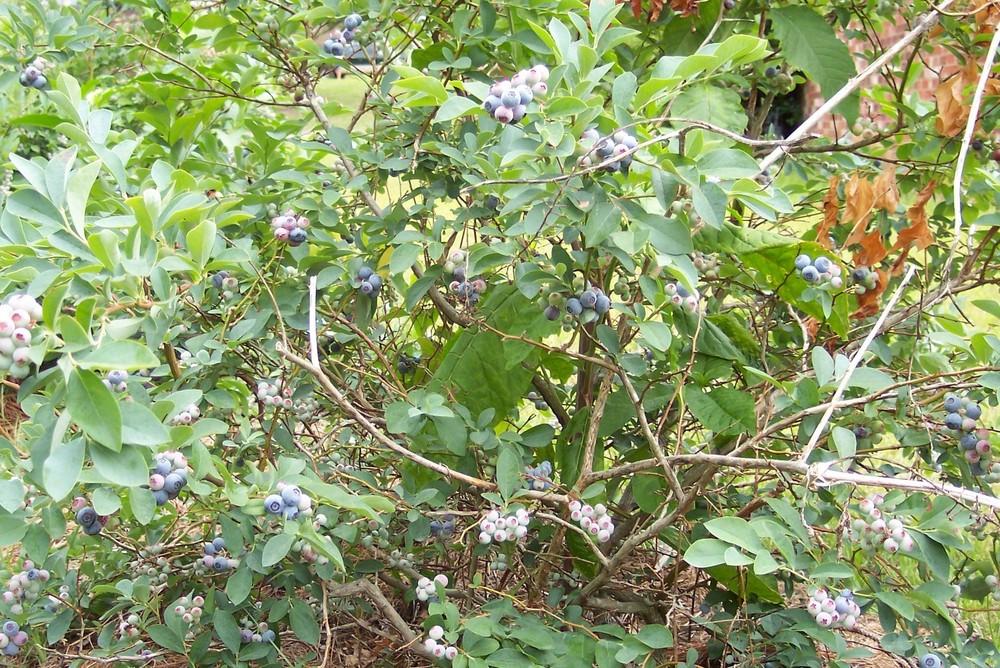 Rabbiteye Blueberry (Vaccinium corymbosum 'Brightwell')