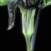 A. McRobb; eMonocot Team Arisaema CATE Araceae http://araceae.e-m