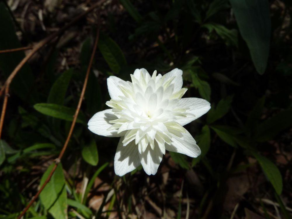 Photo of the bloom of Wood Anemone (Anemone nemorosa 'Vestal') posted
