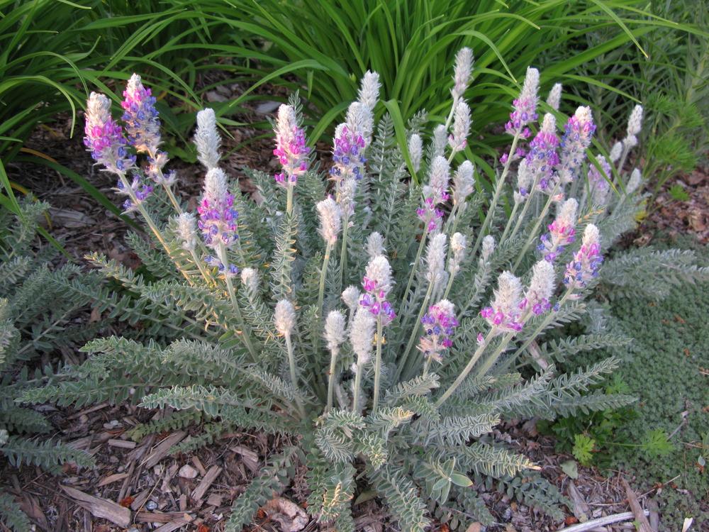 Showy locoweed (Oxytropis splendens)