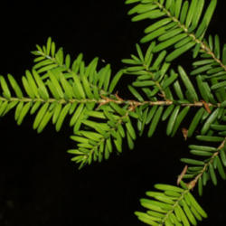 
Date: 2005-07-24
Steven J. Baskauf http://bioimages.vanderbilt.edu/