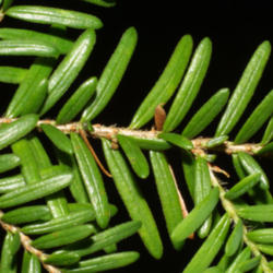 
Date: 2005-07-24
Steven J. Baskauf http://bioimages.vanderbilt.edu/