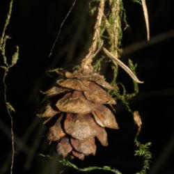 Location: Washington
Date: 2005-07-24
Steven J. Baskauf http://bioimages.vanderbilt.edu/