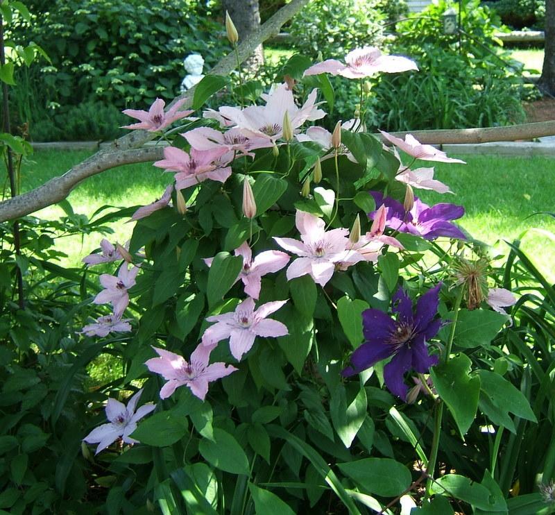 Photo of the entire plant of Clematis Pink Chiffon™ posted by pirl