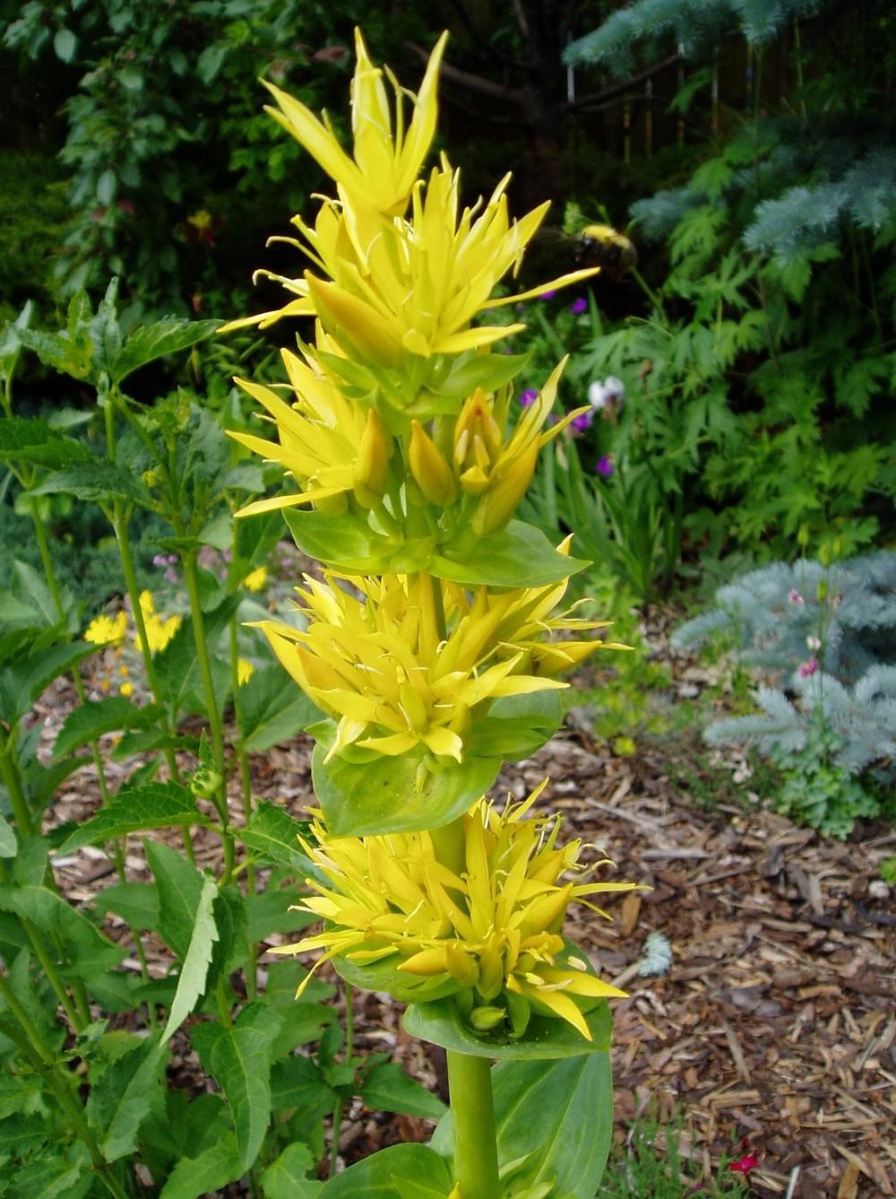 Great Yellow Gentian (Gentiana lutea)