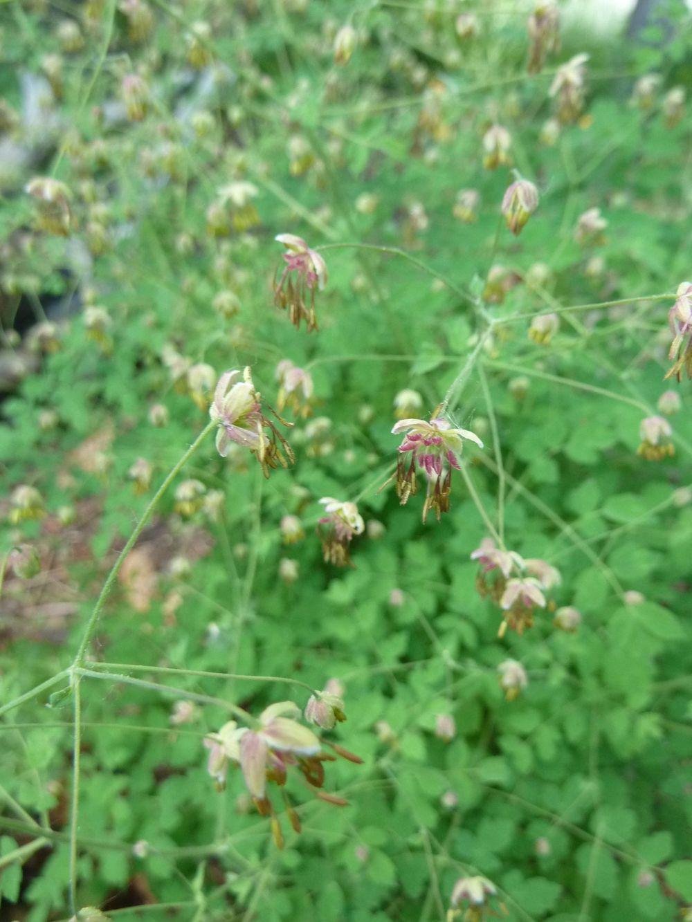Low Meadow Rue (Thalictrum minus)