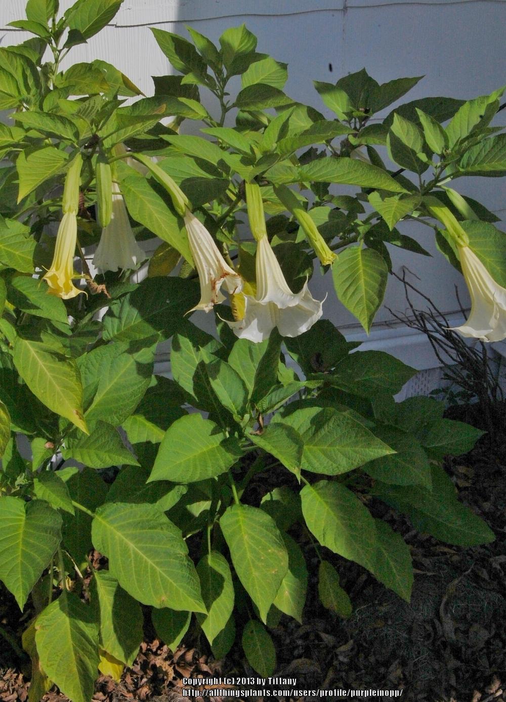 Do they all smell the same? in the Brugmansias forum