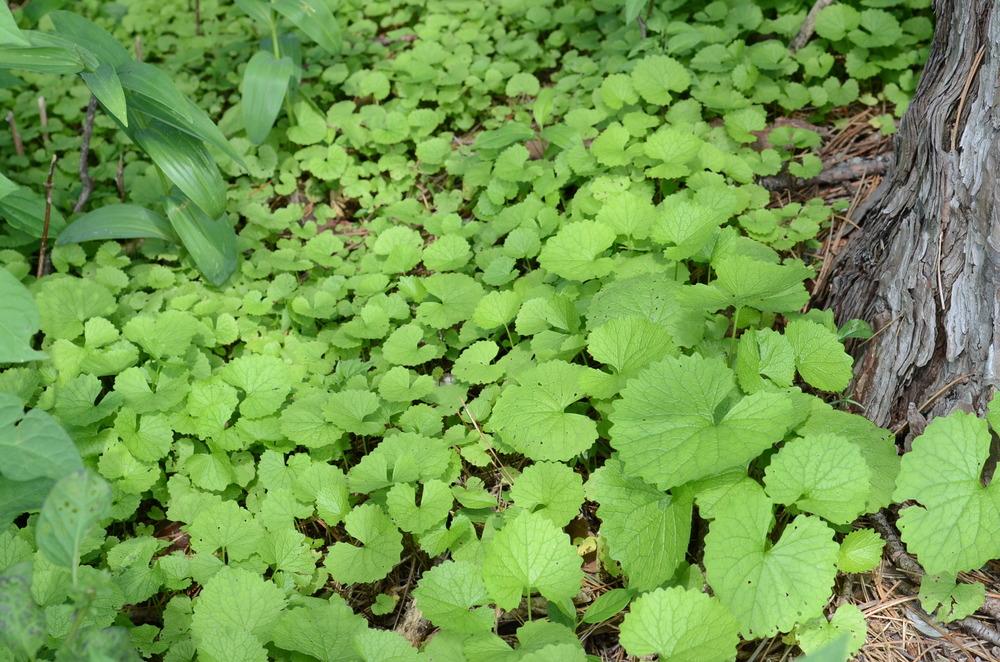 Photo of the seedling or young plant of Garlic Mustard (Alliaria