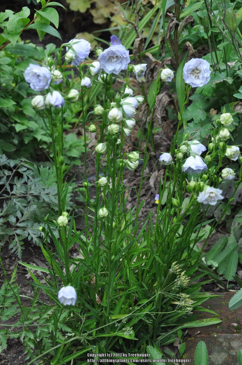 PeachLeaf Bellflower (Campanula persicifolia 'La Bello') in the
