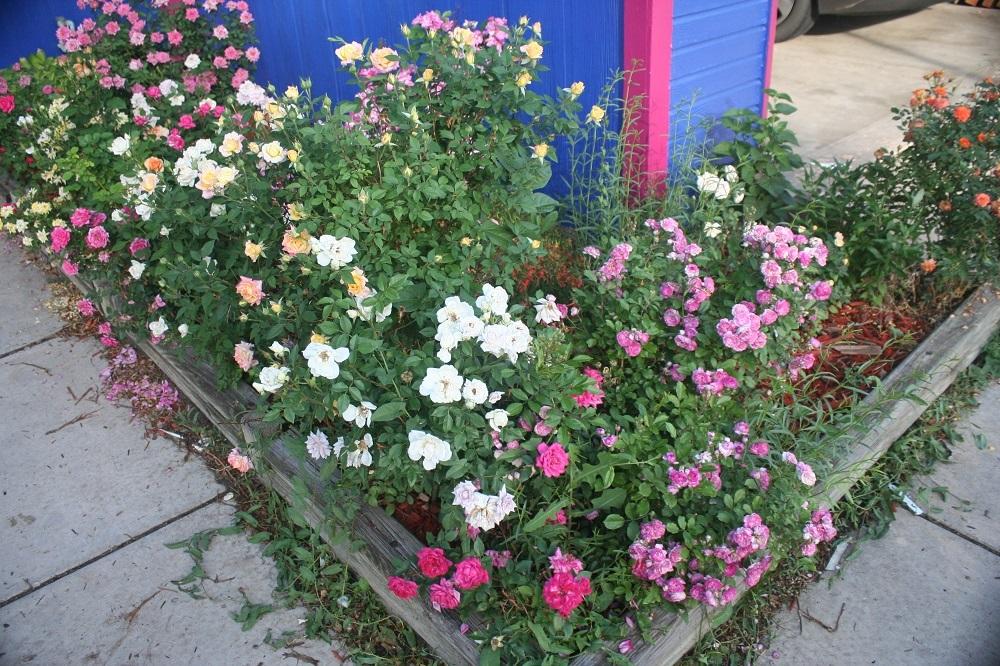 Miniature roses? in the Roses forum