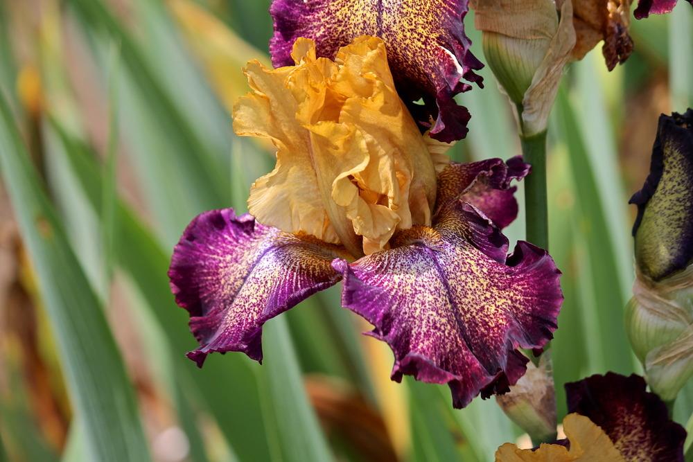 Photo of the bloom of Tall Bearded Iris (Iris 'Raining Cats and Dogs