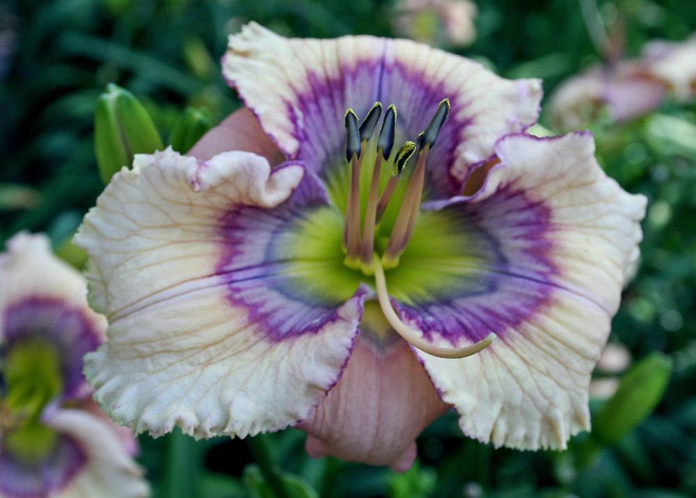 Daylily (Hemerocallis 'Static') in the Daylilies Database