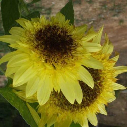 Sunflower (Helianthus annuus 'Lemon Eclair') in the Sunflowers Database