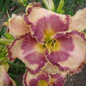 Location: Dreamy Daylilies - Chatham-Kent, Ontario   5bDate: 2013-07-22