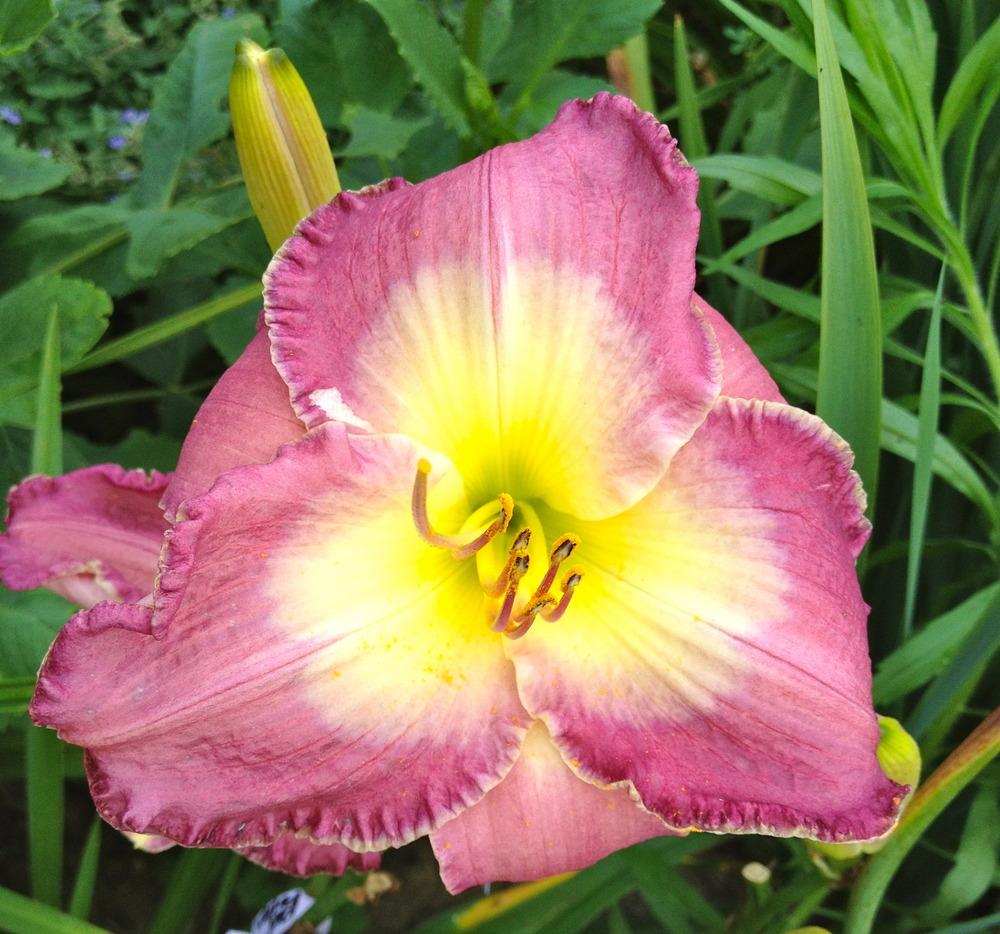 Daylily (Hemerocallis 'Caroline's Charm') in the Daylilies Database