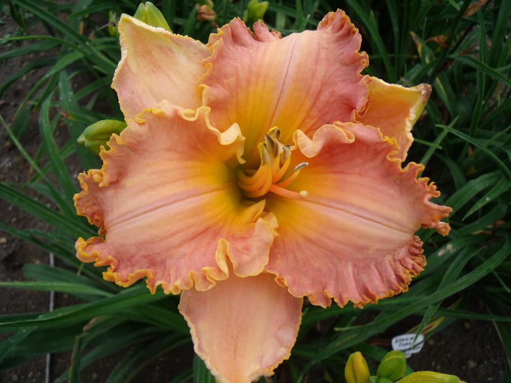 Photo of the bloom of Daylily (Hemerocallis 'Spacecoast Starburst