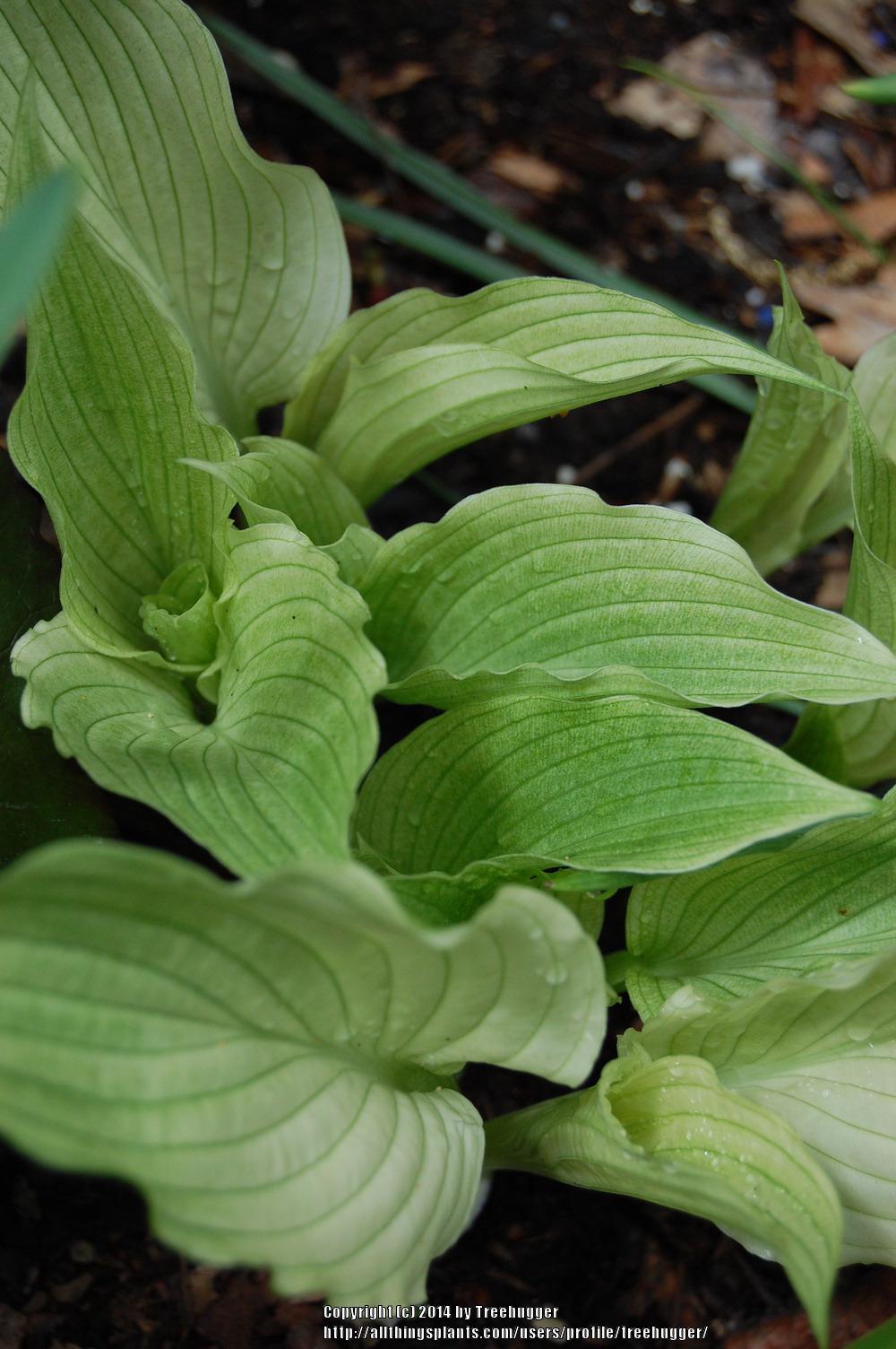 Hosta 'White Wall Tires' in the Hostas Database