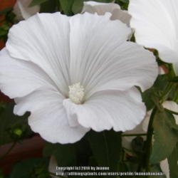 2014-01-19/Joannabanana/697efd
