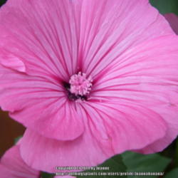 2014-01-19/Joannabanana/d9e900