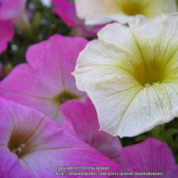 2014-01-19/Joannabanana/f44e5f