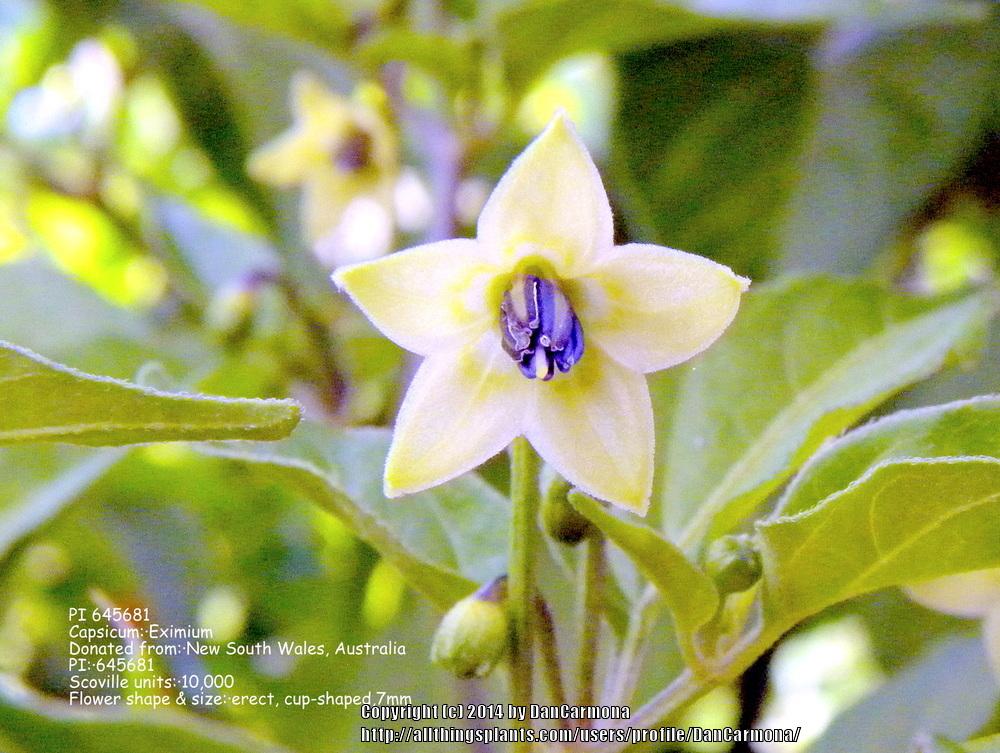 Photo of the bloom of Wild pepper (Capsicum eximium 'PI 645681') posted