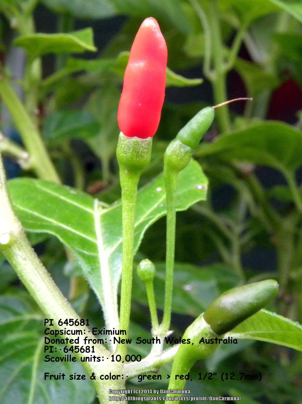 Wild pepper (Capsicum eximium 'PI 645681') in the Peppers Database