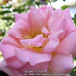 2014-01-26/Joannabanana/16e3d5
