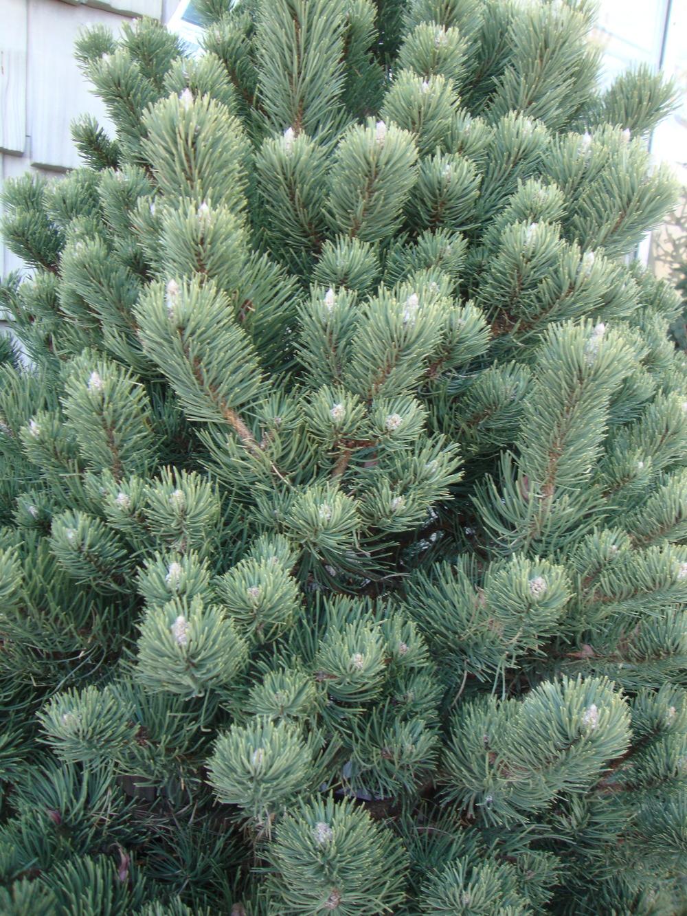European Black Pine (Pinus nigra 'Oregon Green')